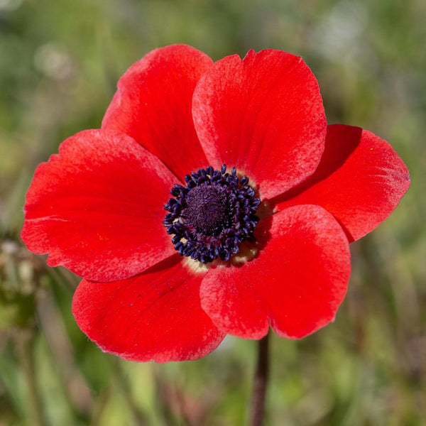 Wild Anemone Earrings