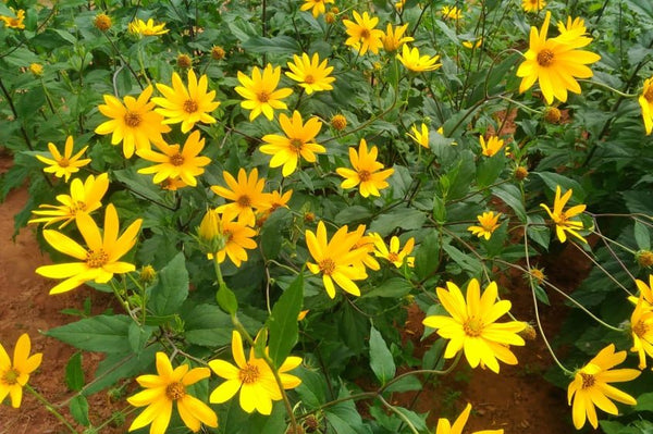 Wild Sunflower Earrings